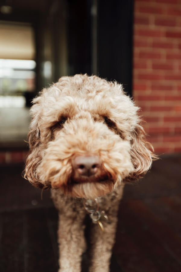 Armadale, Vic House Armadale, Vic House